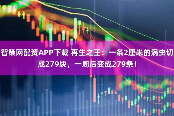 智策网配资APP下载 再生之王：一条2厘米的涡虫切成279块，一周后变成279条！